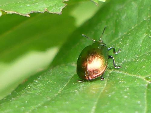 Réf. 325 450 : Plagiosterna aenea